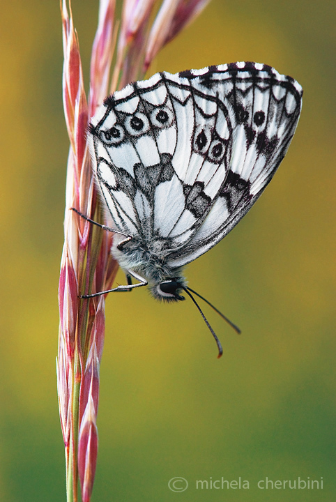 Melanargia galathea